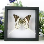 Echter präparierter 3D Schmetterling im Schaukasten Giant Swordtail