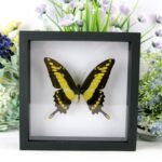 Echter präparierter 3D Schmetterling im Schaukasten King Swallowtail