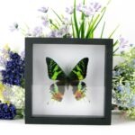 3D - Schmetterling im schwarzen Schaukasten Madagascar sunset moth