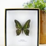 Tailed Jay - ein schwebender Schmetterling im 3D Schaukasten