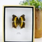 Lurcher - ein schwebender Schmetterling im 3D Schaukasten