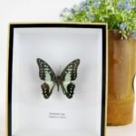 Common Jay - ein schwebender Schmetterling im 3D Schaukasten