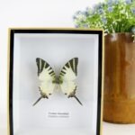Fivebar Swordtail - ein schwebender Schmetterling im 3D Schaukasten