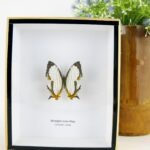 Straigth-Line Map (Common map) - ein schwebender Schmetterling im 3D Schaukasten