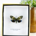 Day Metallic Blue Flying Moth- ein schwebender Schmetterling im 3D Schaukasten