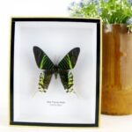 Day Flying Moth - ein schwebender Schmetterling im 3D Schaukasten