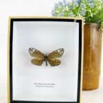 Day Flying Burning Moth - ein schwebender Schmetterling im 3D Schaukasten