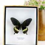 Common Mormon - ein schwebender Schmetterling im 3D Schaukasten