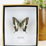 Spot Swordtail - ein schwebender Schmetterling im 3D Schaukasten