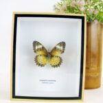 Leopard Lacewing - ein schwebender Schmetterling im 3D Schaukasten