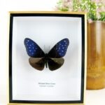 Striped Blue Crow - ein schwebender Schmetterling im 3D Schaukasten