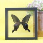 Echter präparierter 3D Schmetterling im Schaukasten Blue Peacock