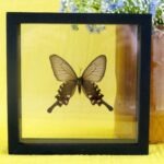 Echter präparierter 3D Schmetterling im Schaukasten Common Rose