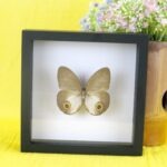 Echter präparierter 3D Schmetterling im Schaukasten Princes Diana