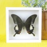 Echter präparierter 3D Schmetterling im Schaukasten GreatHelen