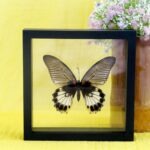 Echter präparierter 3D Schmetterling im Schaukasten Great Mormon