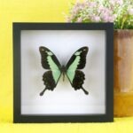 Echter präparierter 3D Schmetterling im Schaukasten Green Apple