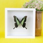 Echter präparierter 3D Schmetterling im Schaukasten Green Apple