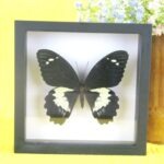 Echter präparierter 3D Schmetterling im Schaukasten Papilio Mormon