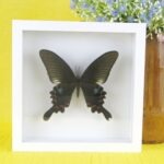 Echter präparierter 3D Schmetterling im Schaukasten Common Peacock IIte Wahl