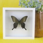 Echter präparierter 3D Schmetterling im Schaukasten Common Red Peacock