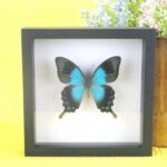 Echter präparierter 3D Schmetterling im Schaukasten Papilio Pentheraus