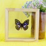 Echter präparierter 3D Schmetterling im Schaukasten Saskia