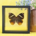 Echter präparierter 3D Schmetterling im Schaukasten Common Faun