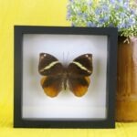 Echter präparierter 3D Schmetterling im Schaukasten Common Faun