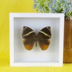 Echter präparierter 3D Schmetterling im Schaukasten Common Faun