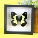 Echter präparierter 3D Schmetterling im Schaukasten Yellow Mormon
