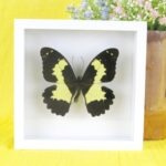 Echter präparierter 3D Schmetterling im Schaukasten Yellow Mormon