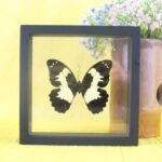 Echter präparierter 3D Schmetterling im Schaukasten Yellow Mormon
