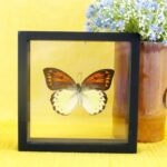 Echter präparierter 3D Schmetterling im Schaukasten Emperor Orange Tip Female