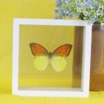 Echter präparierter 3D Schmetterling im Schaukasten Emperor Orange Tip Male