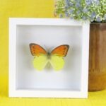 Echter präparierter 3D Schmetterling im Schaukasten Emperor Orange Tip Male