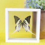 Echter präparierter 3D Schmetterling im Schaukasten Giant Swordtail