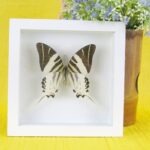 Echter präparierter 3D Schmetterling im Schaukasten Giant Swordtail