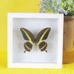 Echter präparierter 3D Schmetterling im Schaukasten Papilio gigon gigon
