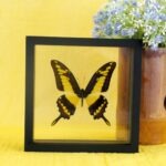 Echter präparierter 3D Schmetterling im Schaukasten King Swallowtail