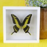 Echter präparierter 3D Schmetterling im Schaukasten King Swallowtail