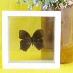 Great Assyrian - echter präparierter Schmetterling im kleinen weißen Schaukasten 14x14cm