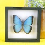 Echter präparierter 3D Schmetterling im Schaukasten Morpho Protoclus