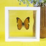 Common Yeoman - echter präparierter Schmetterling im kleinen weißen Schaukasten 14x14cm