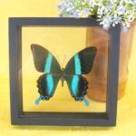 3D - Schmetterling im schwarzen  Glaskasten Majestic Green Swallowtail (Papilio blumei)