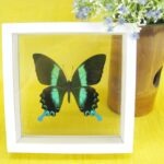 3D - Schmetterling im weißen Glaskasten Majestic Green Swallowtail (Papilio blumei)