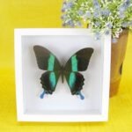 3D - Schmetterling im weißem Schaukasten Majestic Green Swallowtail (Papilio blumei)