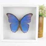 Morpho Didius - Traumhaft schöner Schmetterling im Schaukasten aus Holz - 22x22cm wb