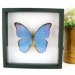 Morpho Didius - Traumhaft schöner Schmetterling im Schaukasten aus Holz - 22x22cm sb