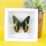 3D - Schmetterling im weißen Schaukasten Madagascar sunset moth